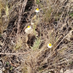 Leucochrysum albicans subsp. tricolor at Campbell, ACT - 22 Sep 2023 02:55 PM