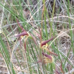 Lyperanthus suaveolens (Brown Beaks) at Canberra Central, ACT - 21 Sep 2023 by BarrieR