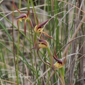 Lyperanthus suaveolens at Canberra Central, ACT - suppressed