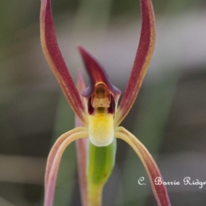 Lyperanthus suaveolens at Canberra Central, ACT - suppressed