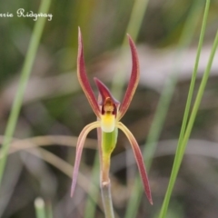 Lyperanthus suaveolens at Canberra Central, ACT - suppressed