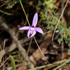 Glossodia major (Wax Lip Orchid) at Mittagong - 22 Sep 2023 by Snowflake