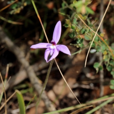Glossodia major (Wax Lip Orchid) at Mittagong - 22 Sep 2023 by Snowflake