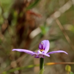 Glossodia major at Woodlands, NSW - 22 Sep 2023