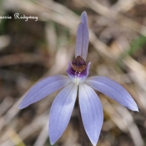 Cyanicula caerulea at Canberra Central, ACT - 21 Sep 2023