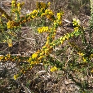 Acacia paradoxa at Campbell, ACT - 22 Sep 2023 02:51 PM