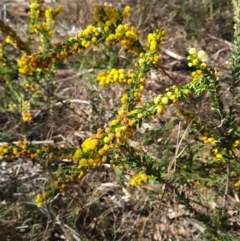 Acacia paradoxa (Kangaroo Thorn) at Mount Pleasant - 22 Sep 2023 by WalkYonder