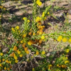 Acacia paradoxa at Campbell, ACT - 22 Sep 2023 02:51 PM