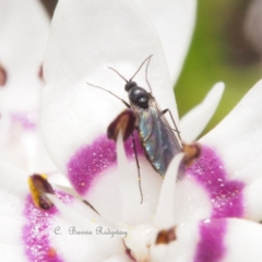 Cecidomyiidae (family) (Gall gnat) at Black Mountain - 21 Sep 2023 by BarrieR