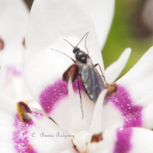 Cecidomyiidae (family) at Canberra Central, ACT - 21 Sep 2023