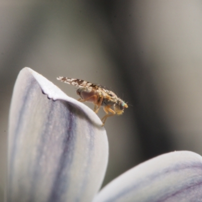 Austrotephritis poenia (Australian Fruit Fly) at Chapman, ACT - 20 Sep 2023 by BarrieR