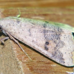 Anomis involuta (Jute Looper) at Sheldon, QLD - 14 Aug 2007 by PJH123