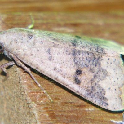 Anomis involuta (Jute Looper) at Sheldon, QLD - 14 Aug 2007 by PJH123