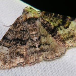 Aporoctena scierodes at Sheldon, QLD - suppressed