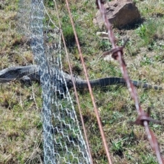 Varanus rosenbergi (Heath or Rosenberg's Monitor) at Booth, ACT - 22 Sep 2023 by GirtsO