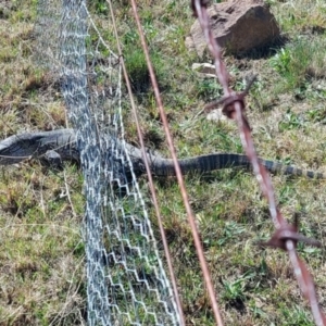 Varanus rosenbergi at Booth, ACT - 22 Sep 2023