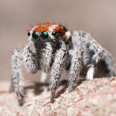Maratus calcitrans (Kicking peacock spider) at Black Mountain - 22 Sep 2023 by patrickcox