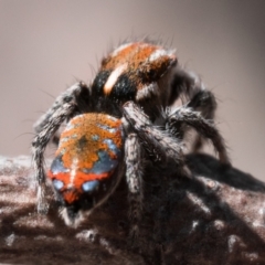 Maratus calcitrans at Canberra Central, ACT - 22 Sep 2023