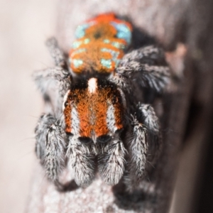 Maratus calcitrans at Canberra Central, ACT - 22 Sep 2023