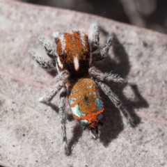 Maratus calcitrans at Canberra Central, ACT - 22 Sep 2023