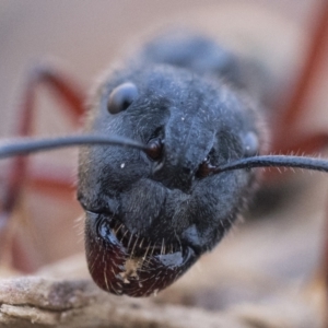 Camponotus suffusus at Canberra Central, ACT - 22 Sep 2023 11:00 AM