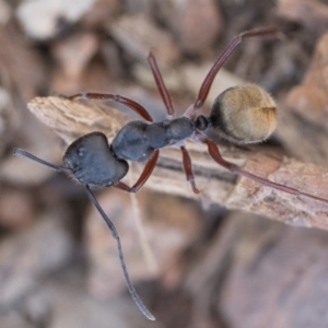 Camponotus suffusus at Canberra Central, ACT - 22 Sep 2023 11:00 AM