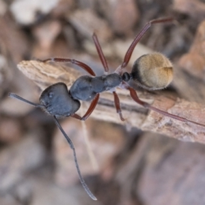 Camponotus suffusus at Canberra Central, ACT - 22 Sep 2023