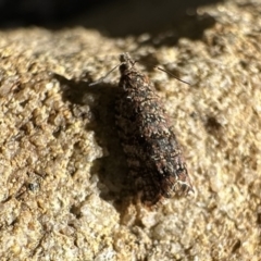 Isochorista (genus) at Acton, ACT - 22 Sep 2023