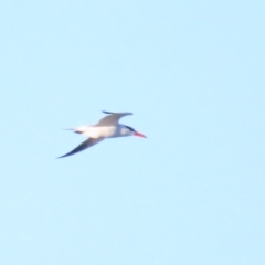 Hydroprogne caspia (Caspian Tern) at Fyshwick, ACT - 22 Sep 2023 by BenW