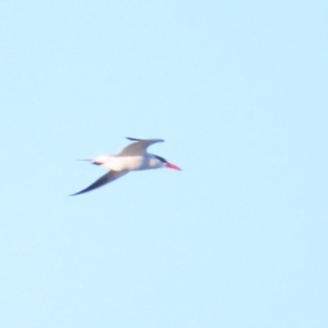 Hydroprogne caspia at Fyshwick, ACT - 22 Sep 2023