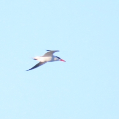 Hydroprogne caspia (Caspian Tern) at Fyshwick Sewerage Treatment Plant - 22 Sep 2023 by BenW