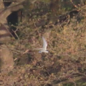 Chlidonias hybrida at Fyshwick, ACT - 22 Sep 2023