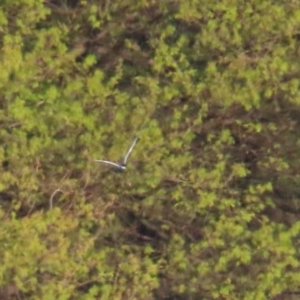 Chlidonias hybrida at Fyshwick, ACT - 22 Sep 2023