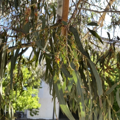 Eucalyptus insect gall at Russell, ACT - 22 Sep 2023 by Hejor1