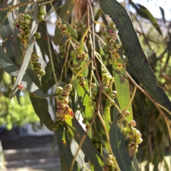 Eucalyptus insect gall at Russell, ACT - 22 Sep 2023