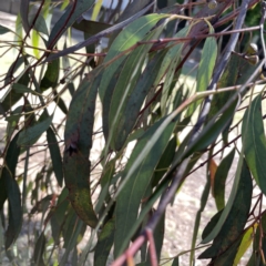 Eucalyptus insect gall at Russell, ACT - 22 Sep 2023 02:02 PM