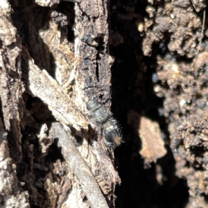 Mutillidae (family) at Russell, ACT - 22 Sep 2023 11:47 AM