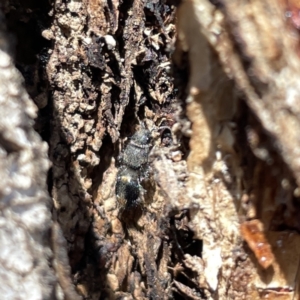 Mutillidae (family) at Russell, ACT - 22 Sep 2023 11:47 AM