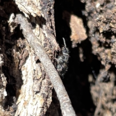 Mutillidae (family) at Russell, ACT - 22 Sep 2023 11:47 AM