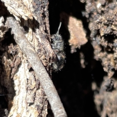 Mutillidae (family) at Russell, ACT - 22 Sep 2023 11:47 AM