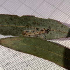 Hypertrophidae sp. (family) at Campbell, ACT - 22 Sep 2023 05:13 PM