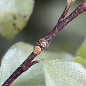 Opisthoncus sp. (genus) at Braddon, ACT - 22 Sep 2023