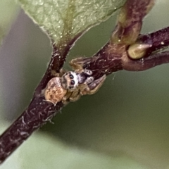 Opisthoncus sp. (genus) at Braddon, ACT - 22 Sep 2023