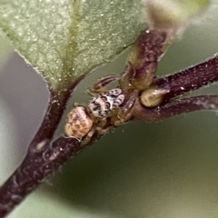 Opisthoncus sp. (genus) at Braddon, ACT - 22 Sep 2023