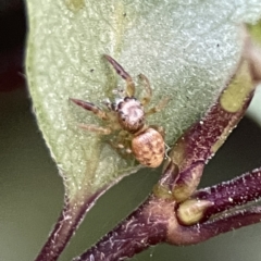 Opisthoncus sp. (genus) at Braddon, ACT - 22 Sep 2023