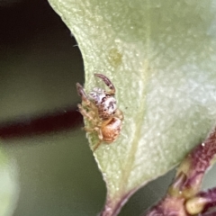 Opisthoncus sp. (genus) at Braddon, ACT - 22 Sep 2023