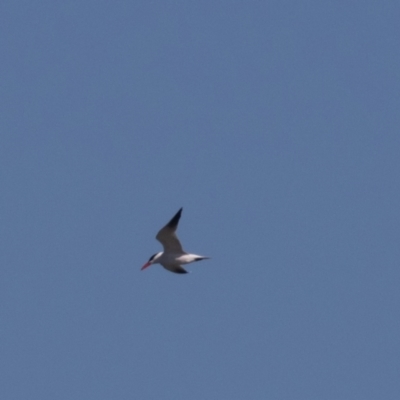 Hydroprogne caspia (Caspian Tern) at Fyshwick, ACT - 21 Sep 2023 by rawshorty