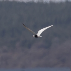 Chlidonias hybrida (Whiskered Tern) at Fyshwick, ACT - 22 Sep 2023 by rawshorty