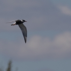 Chlidonias hybrida at Fyshwick, ACT - 22 Sep 2023