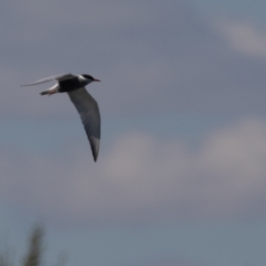 Chlidonias hybrida at Fyshwick, ACT - 22 Sep 2023